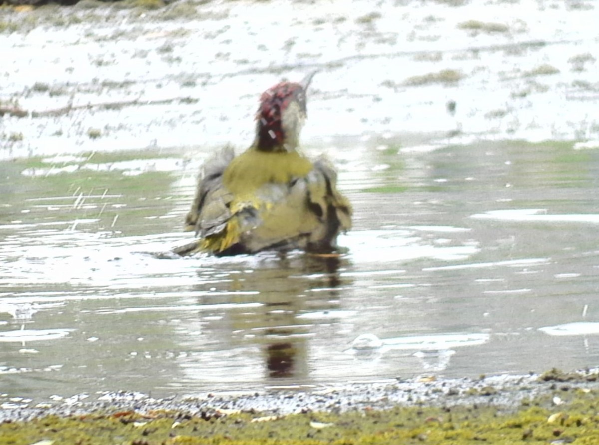 Eurasian Green Woodpecker - ML608351865