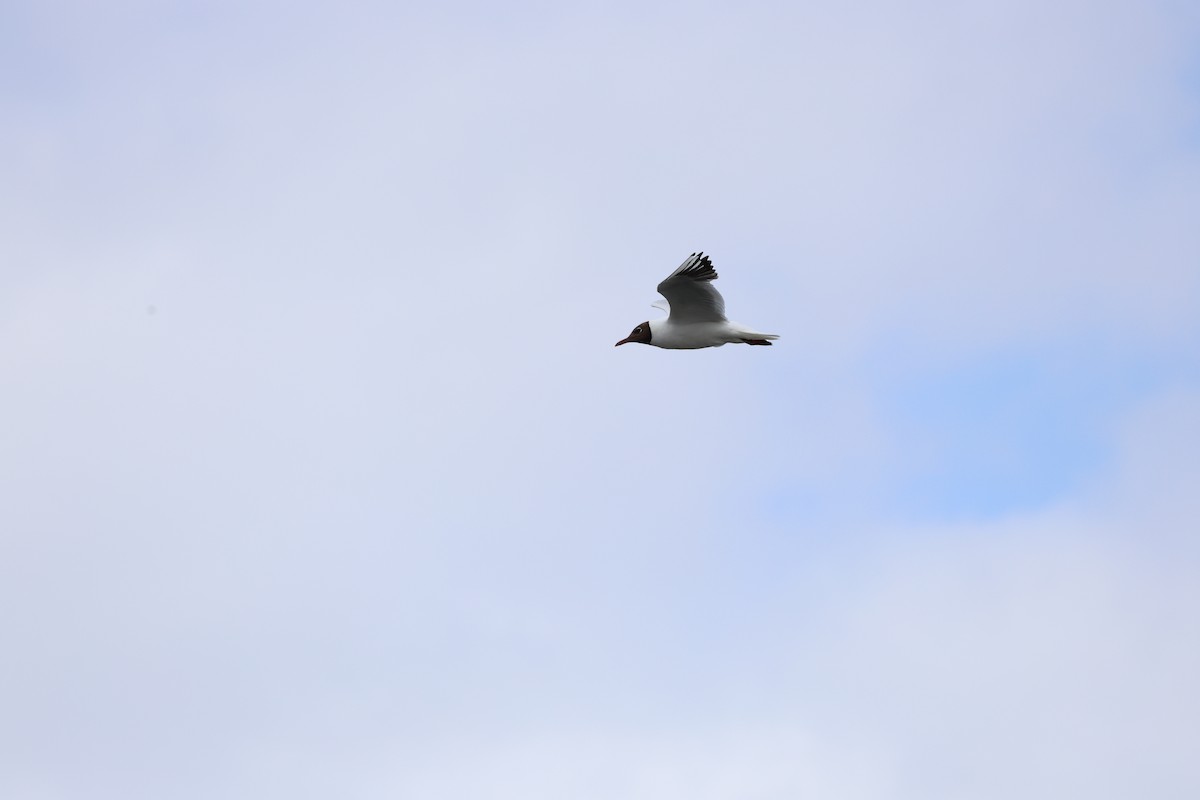 Yellow-legged Gull - ML608351991