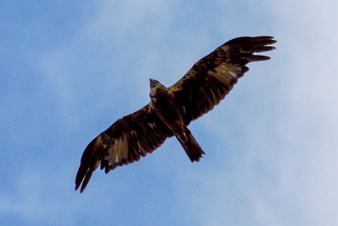Western Marsh Harrier - ML608352047