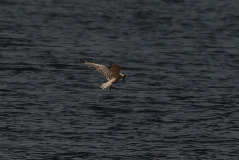 Whiskered Tern - Kylie-Anne Cramsie