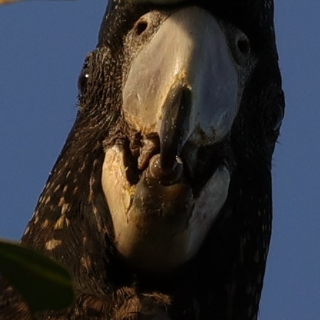 Red-tailed Black-Cockatoo - ML608352111