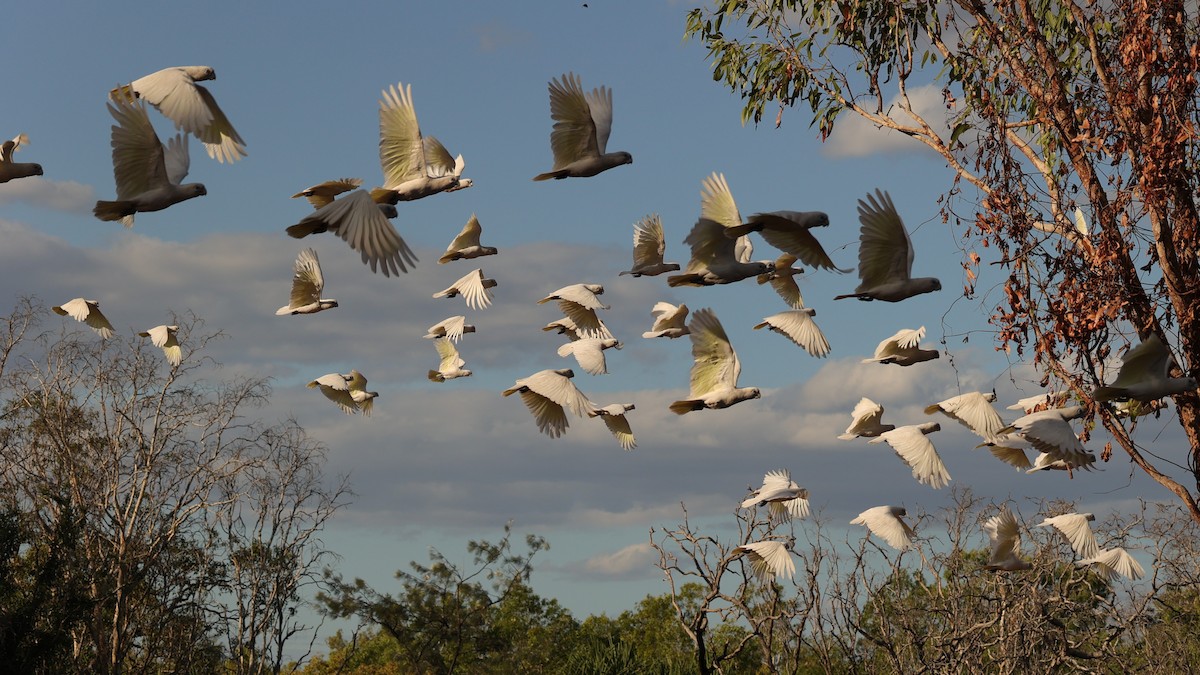 Cacatoès corella - ML608352123