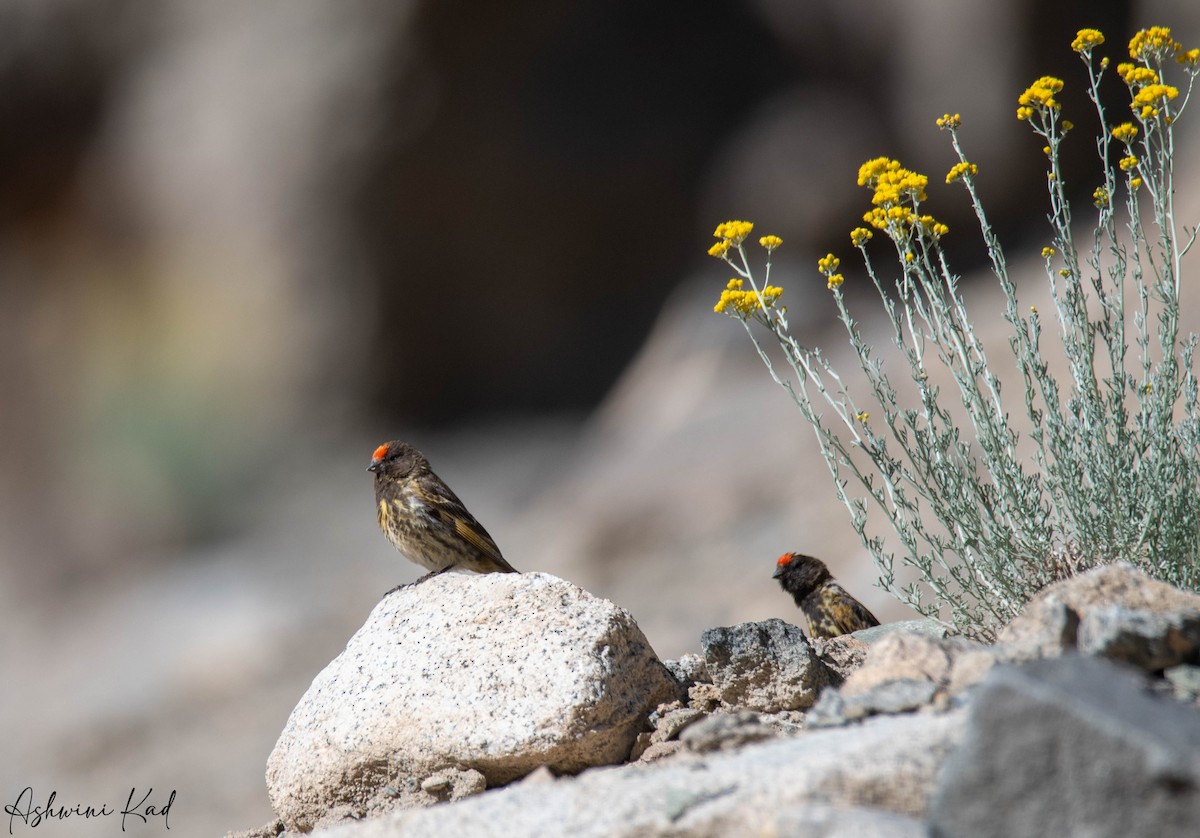 Fire-fronted Serin - ML608352146