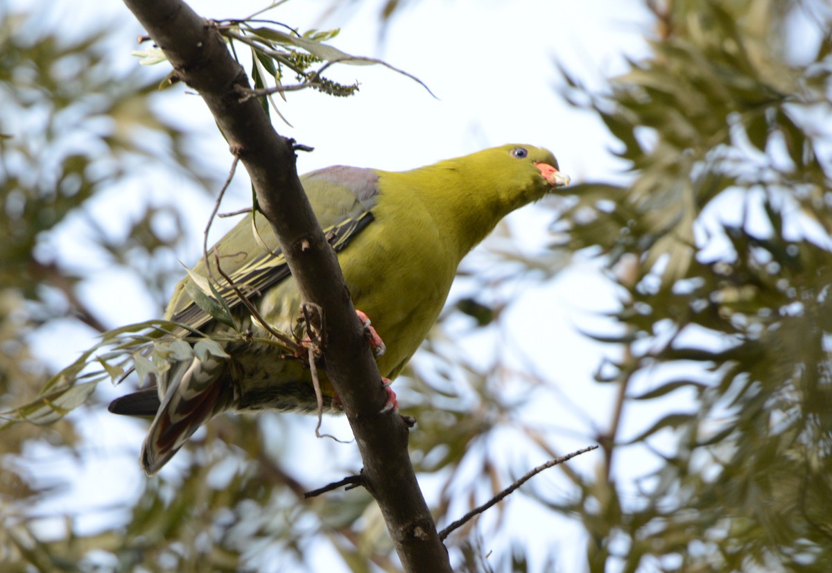 African Green-Pigeon - Bertina K