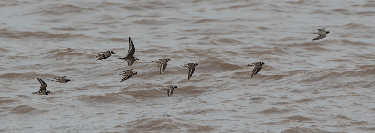 Common Ringed Plover - ML608352208