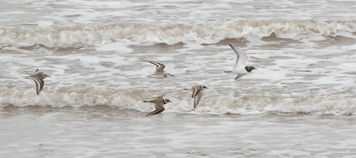 Common Ringed Plover - ML608352209