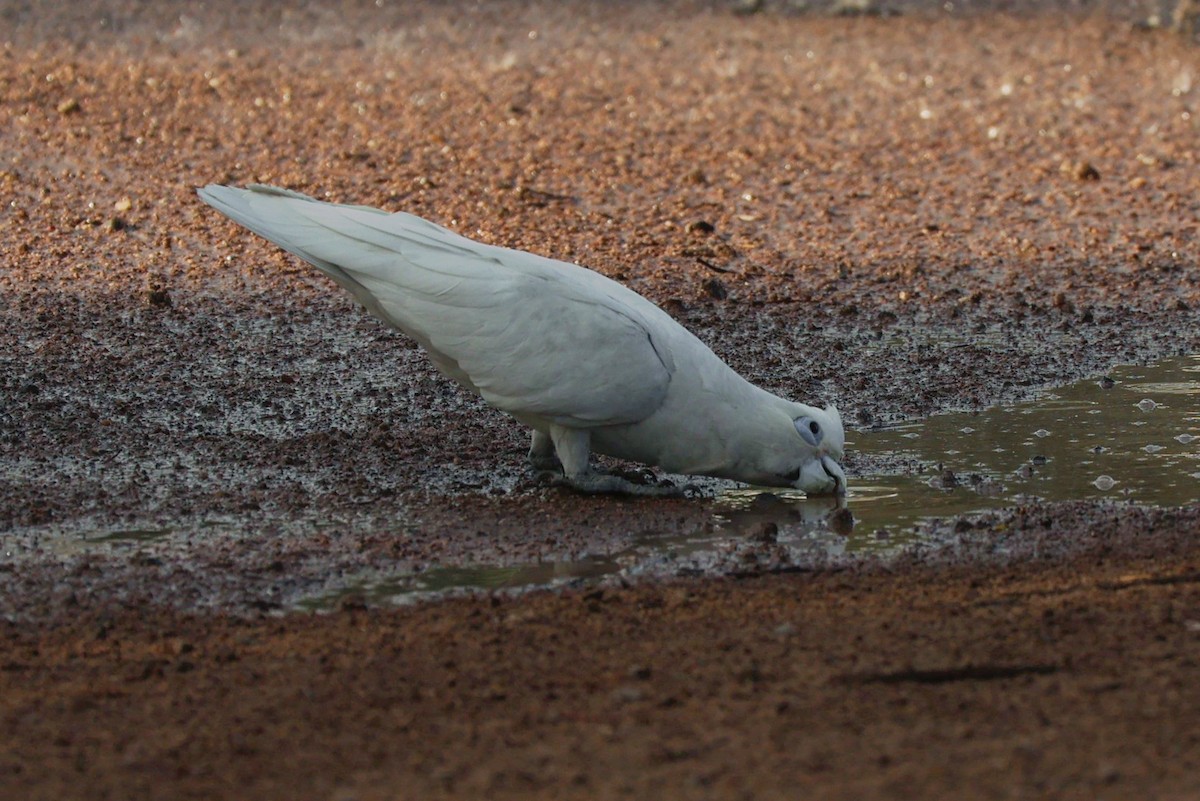 Nacktaugenkakadu - ML608352229