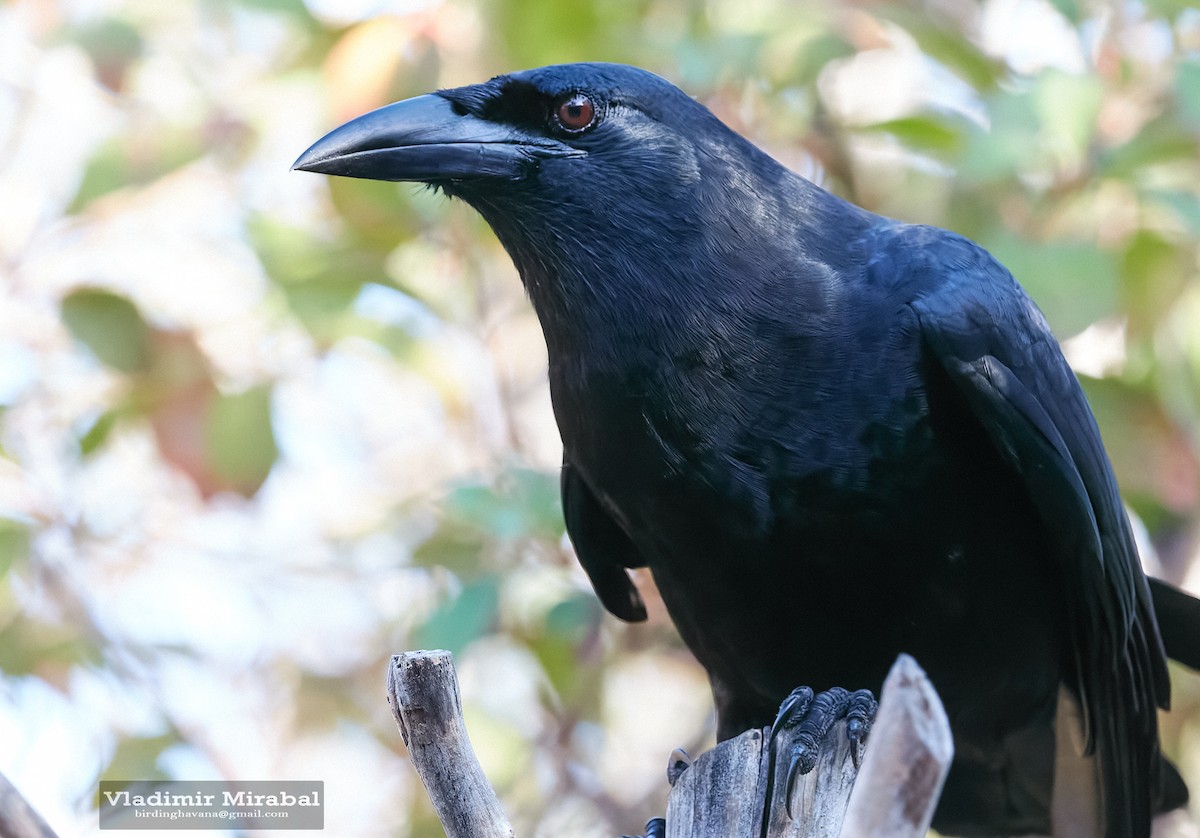 Cuban Crow - ML608352233