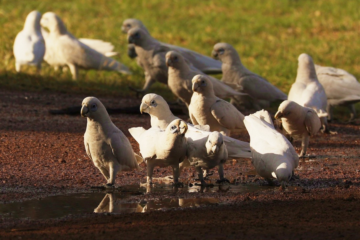 Little Corella - ML608352236