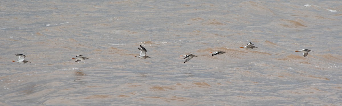 Common Redshank - ML608352250