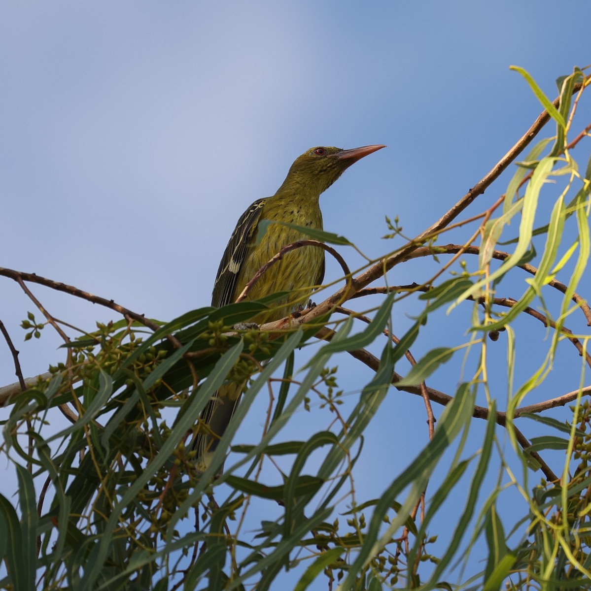 Green Oriole - Kylie-Anne Cramsie