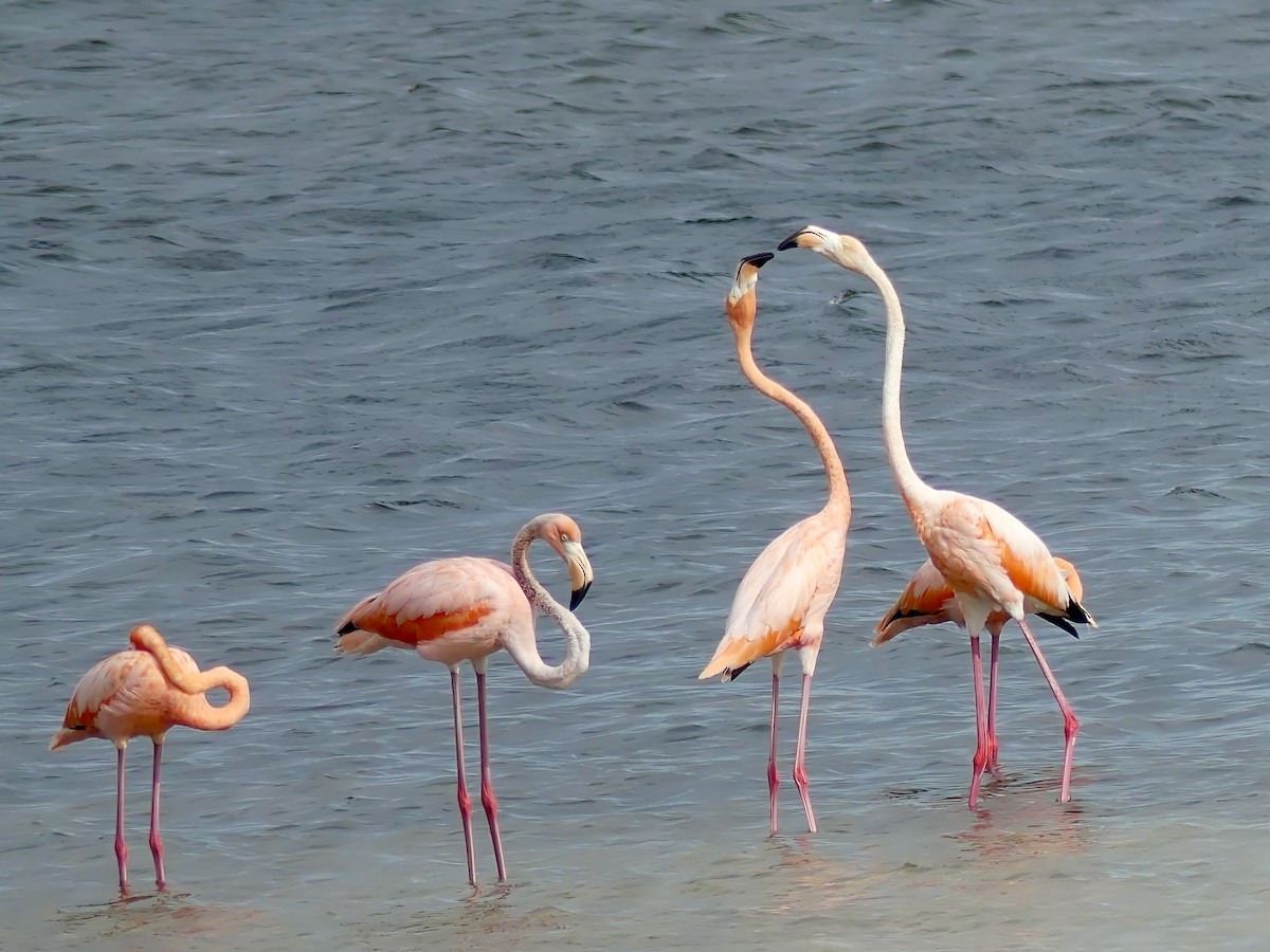 American Flamingo - Shelley Rutkin