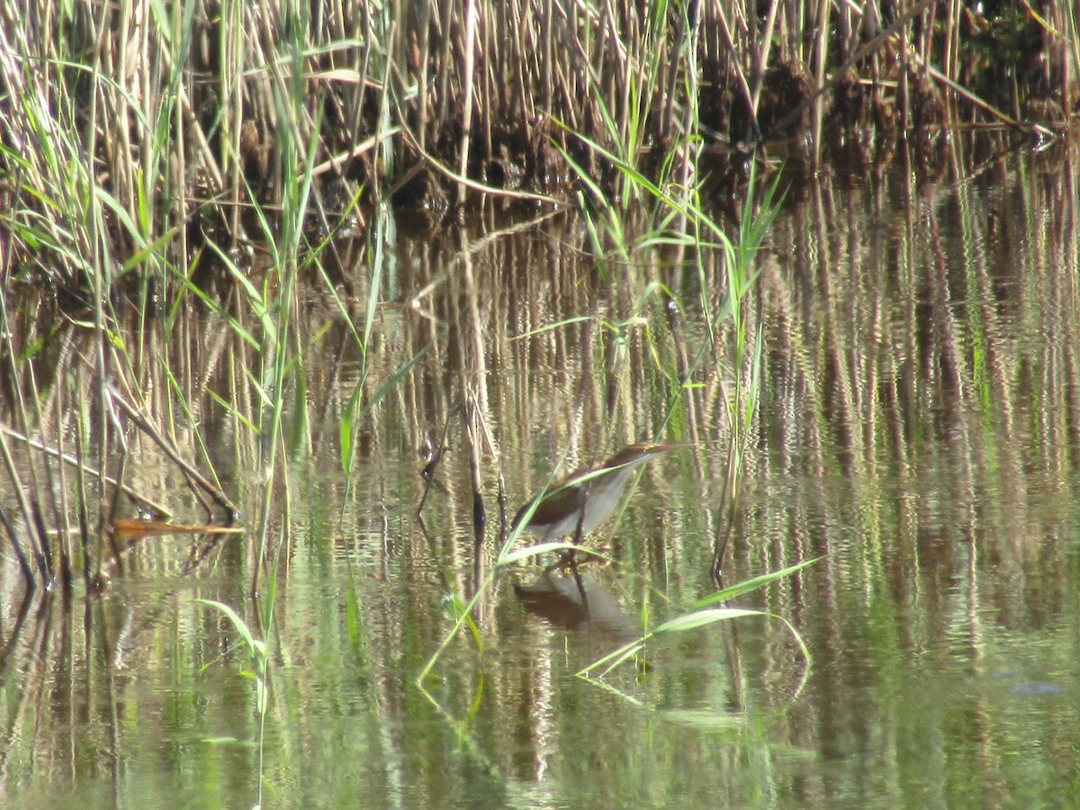 Least Bittern - Michael Lueger