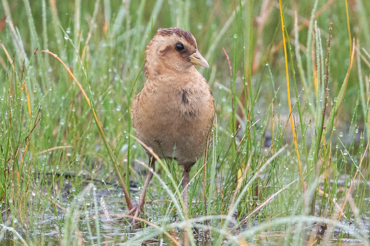 Yellow Rail - David Turgeon