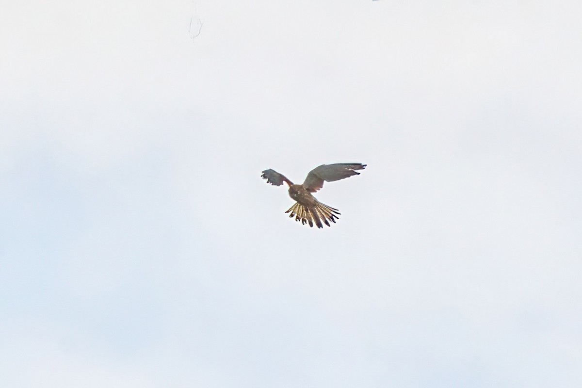 Nankeen Kestrel - Alfons  Lawen