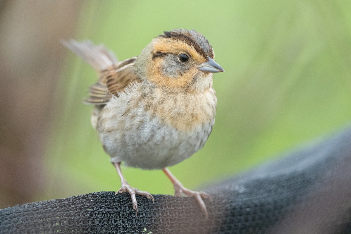 Nelson's Sparrow - ML608352860