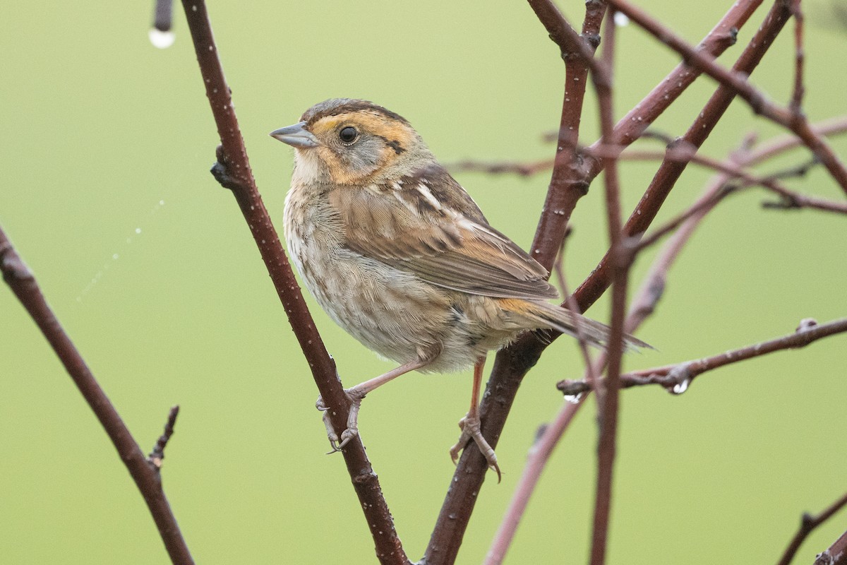 Nelson's Sparrow - ML608352863