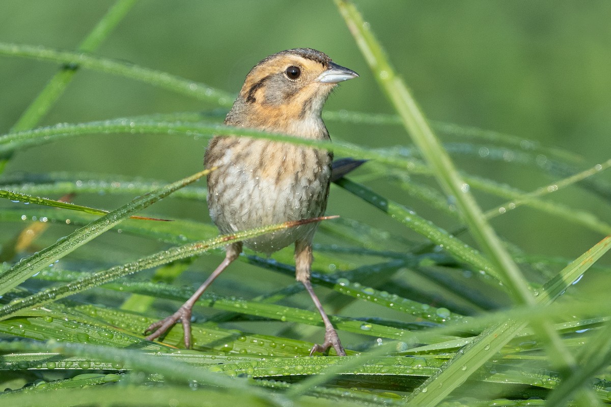 Nelson's Sparrow - ML608352957