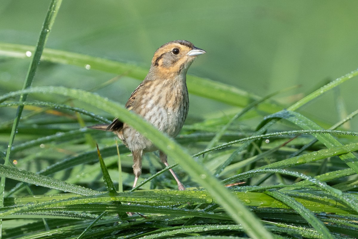 Nelson's Sparrow - ML608352961