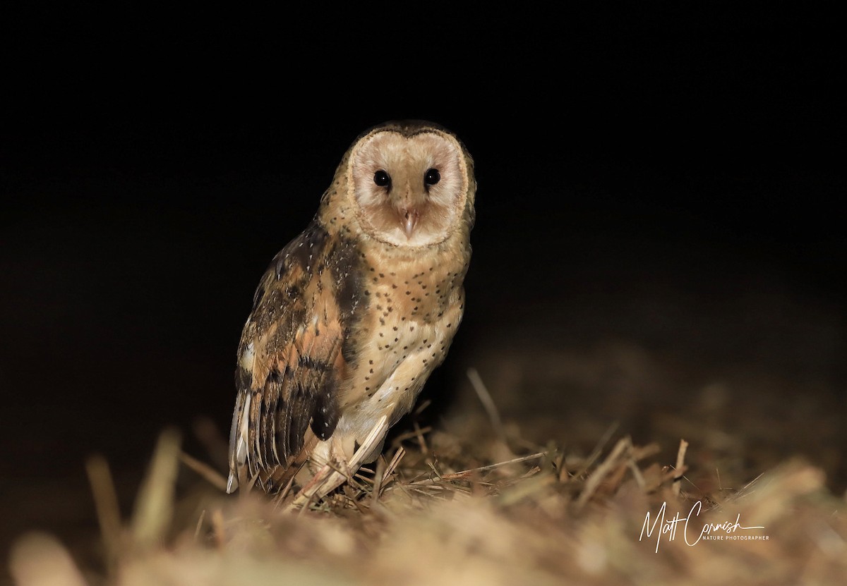 Australasian Grass-Owl - ML608352993