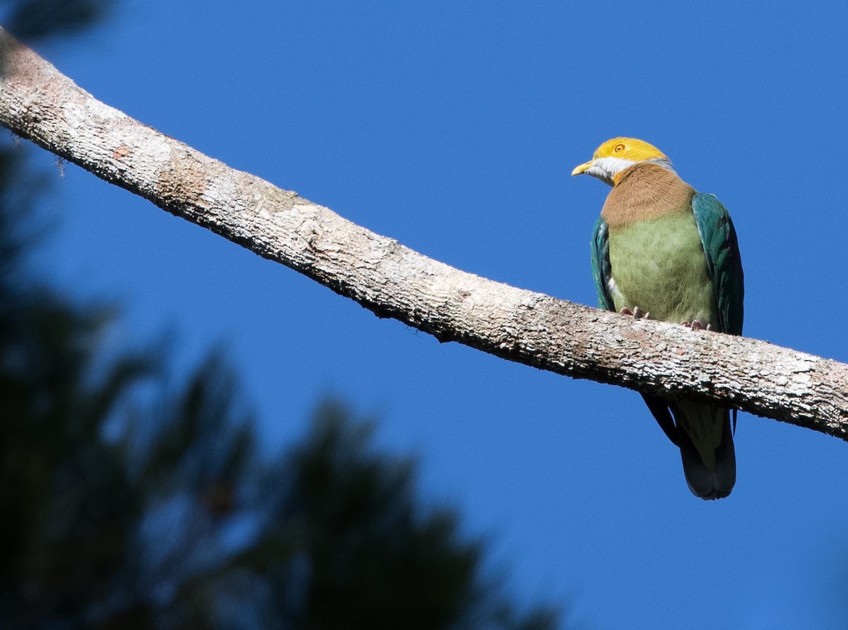 Pink-spotted Fruit-Dove - ML608353079