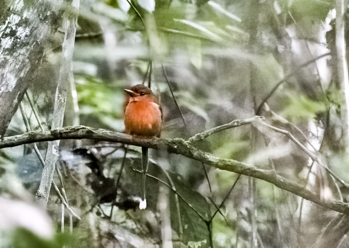 Brown-headed Paradise-Kingfisher - ML608353100