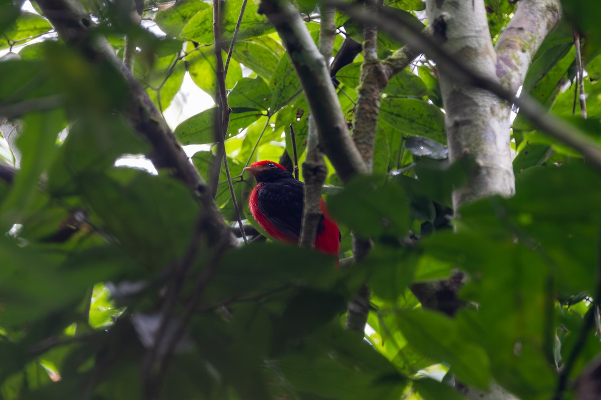 Black-necked Red-Cotinga - ML608353107