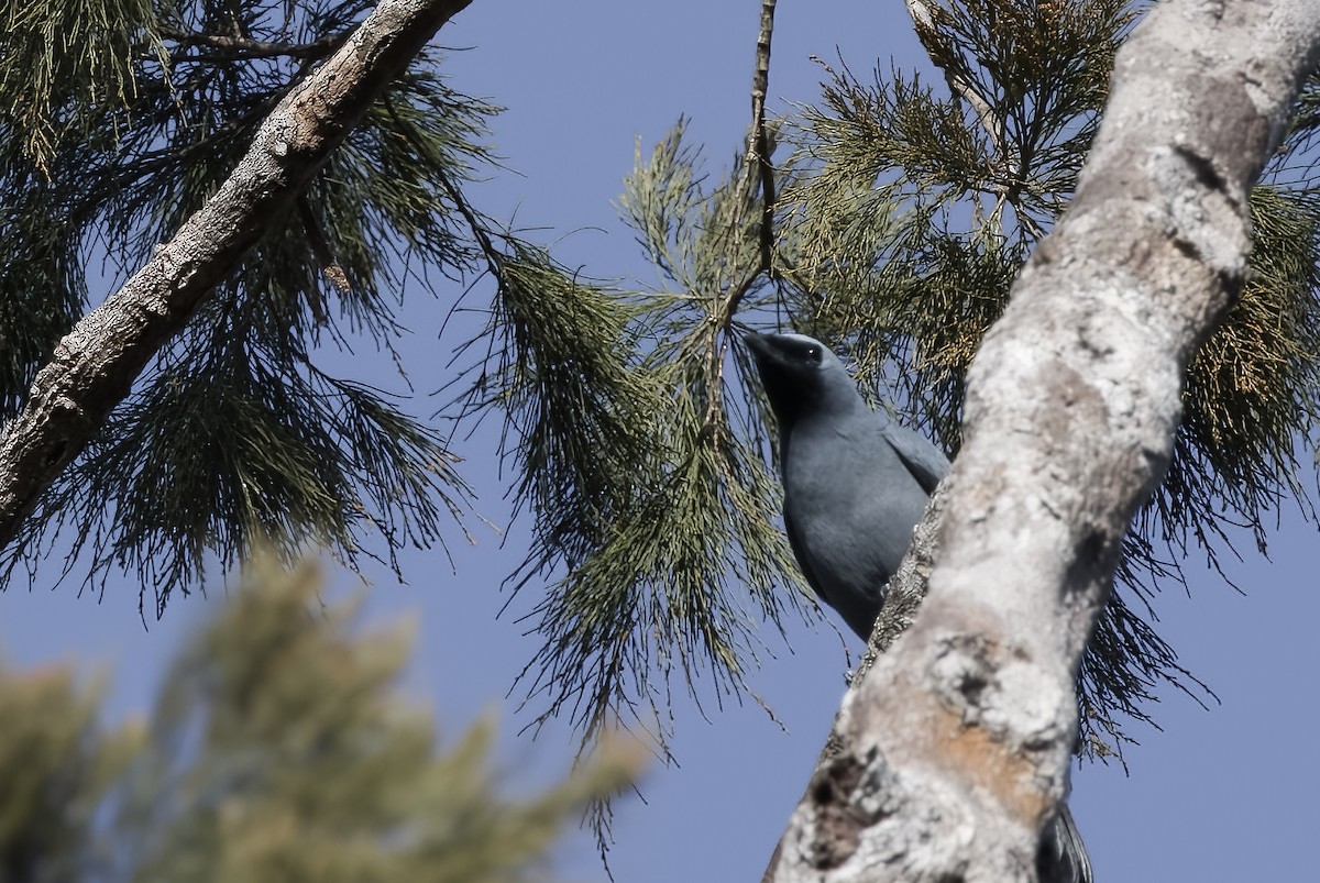 Boyer's Cuckooshrike - ML608353184