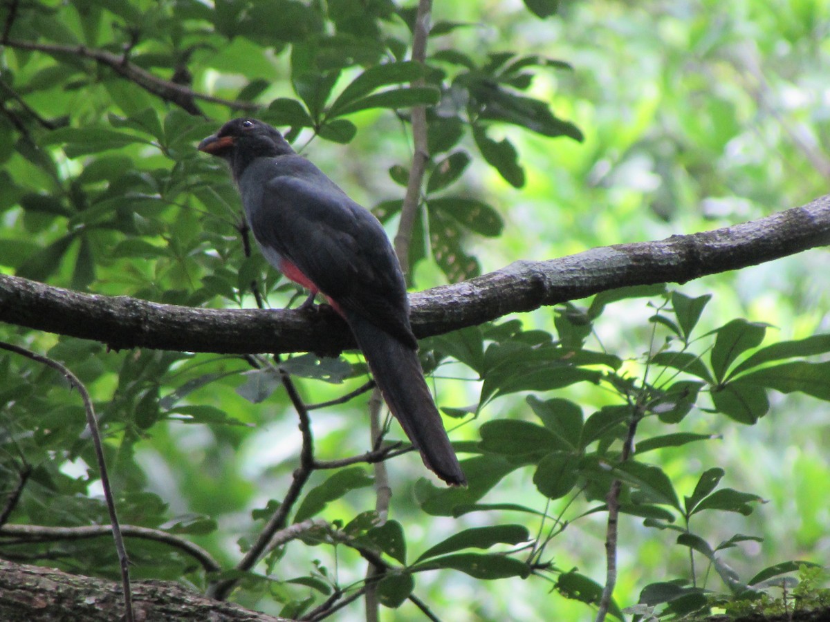 Slaty-tailed Trogon - ML608353308