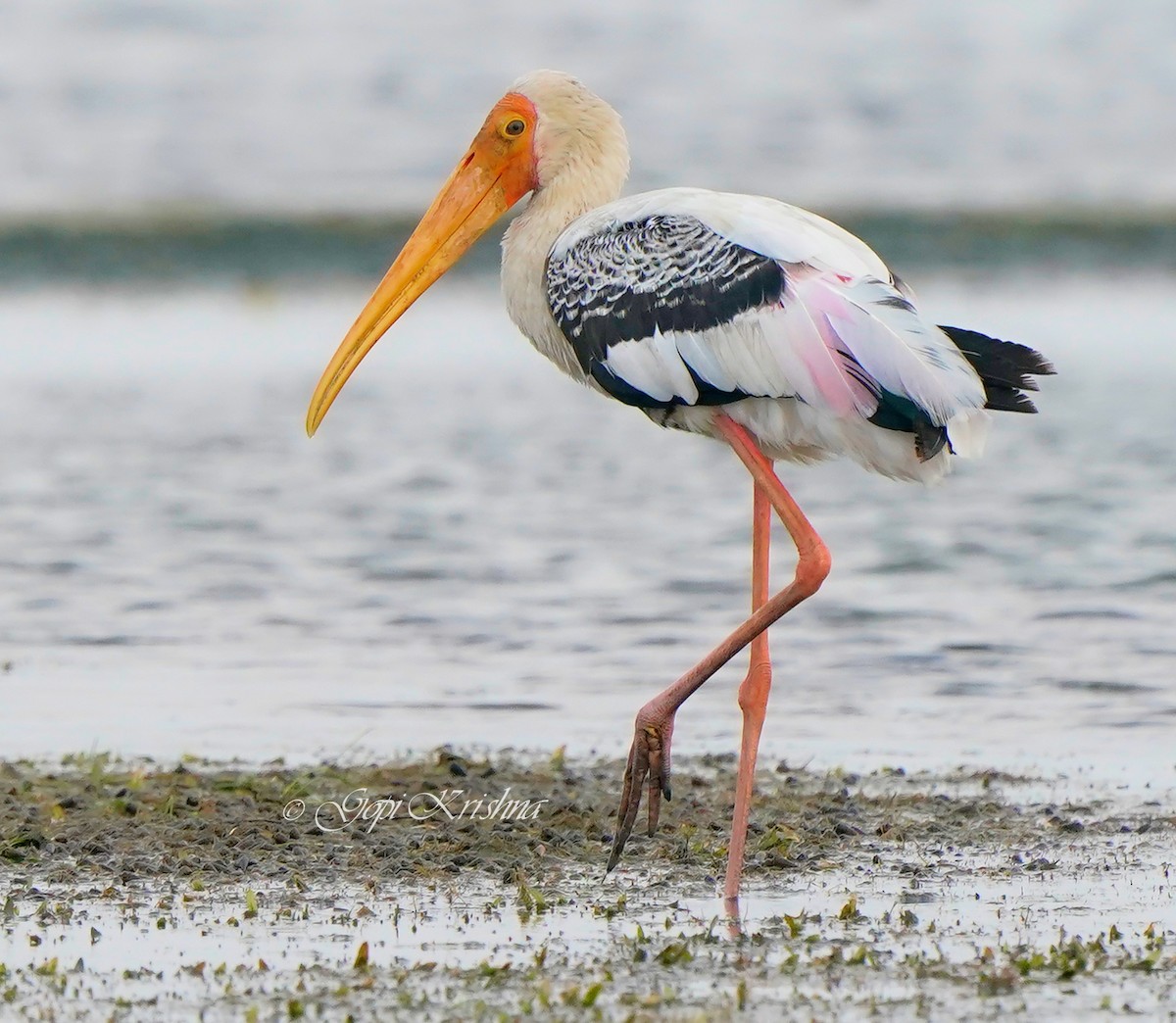 Painted Stork - Gopi Krishna