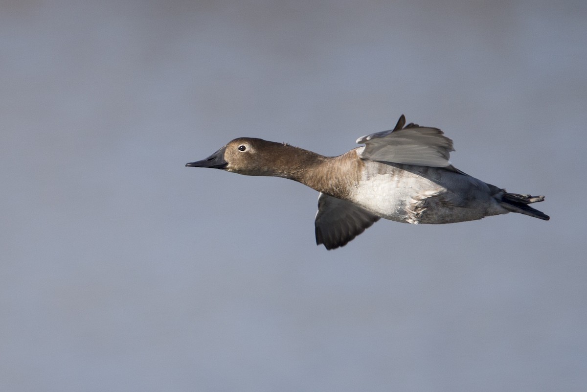 Canvasback - ML608353342