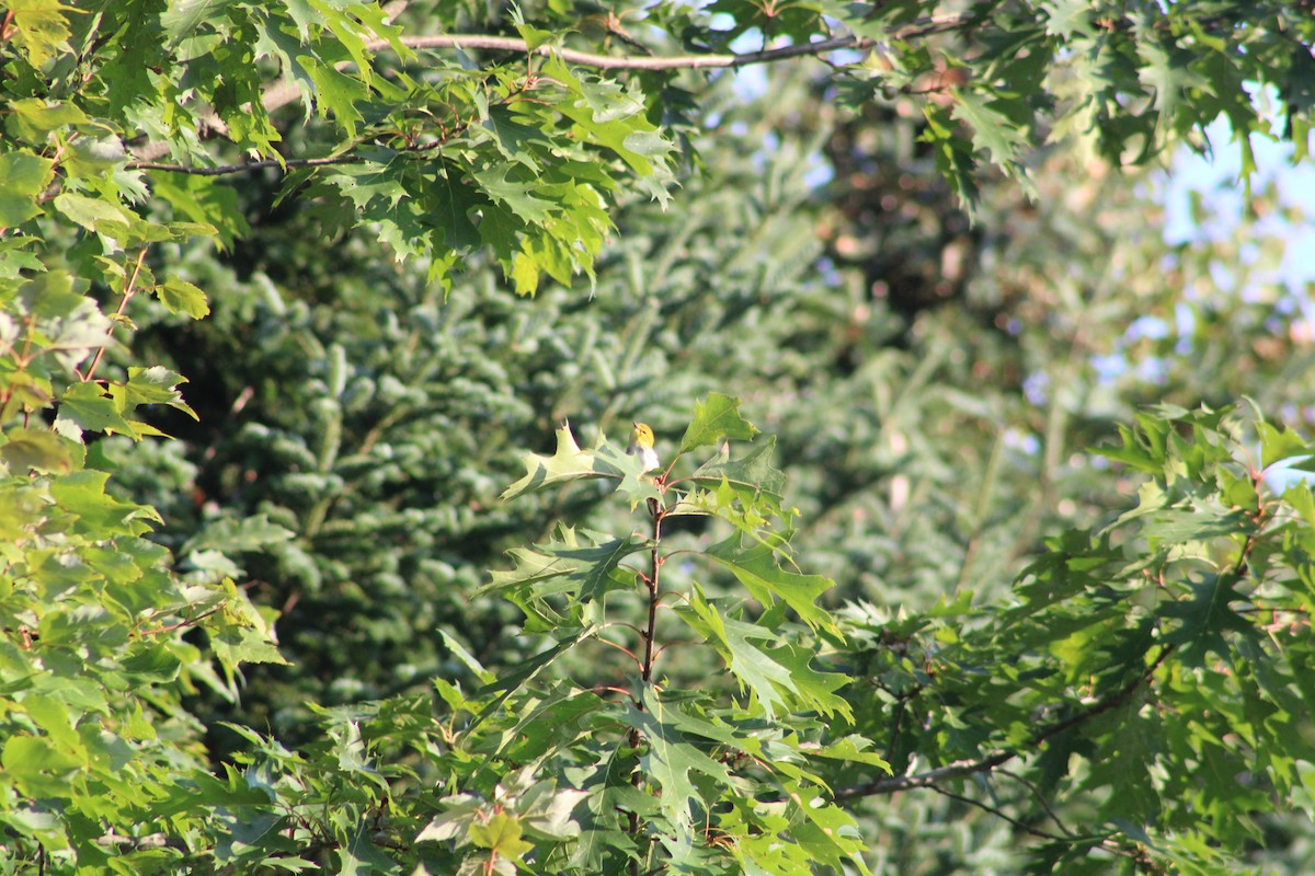 Black-throated Green Warbler - ML608353371