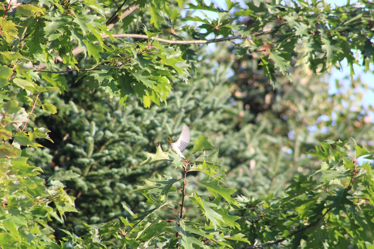 Black-throated Green Warbler - ML608353372