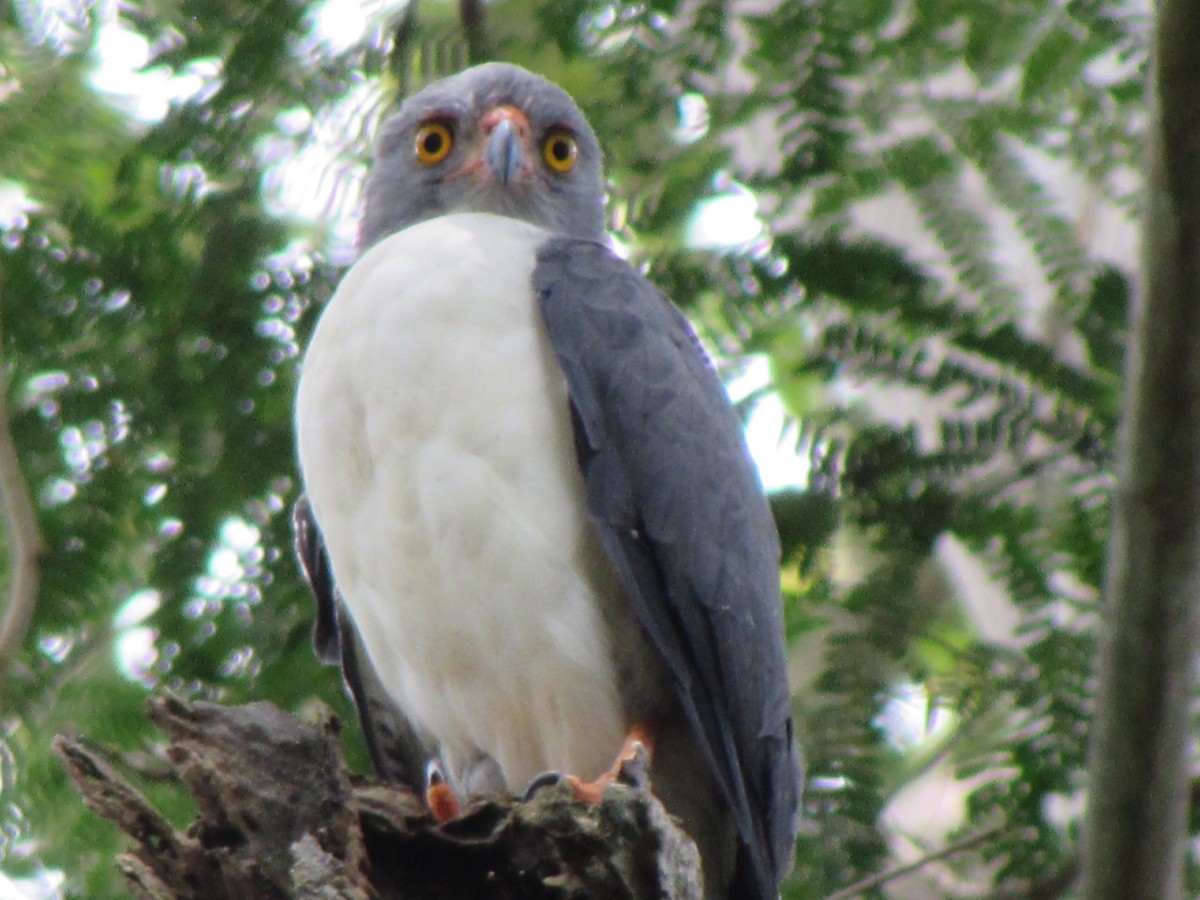 Semiplumbeous Hawk - ML608353420