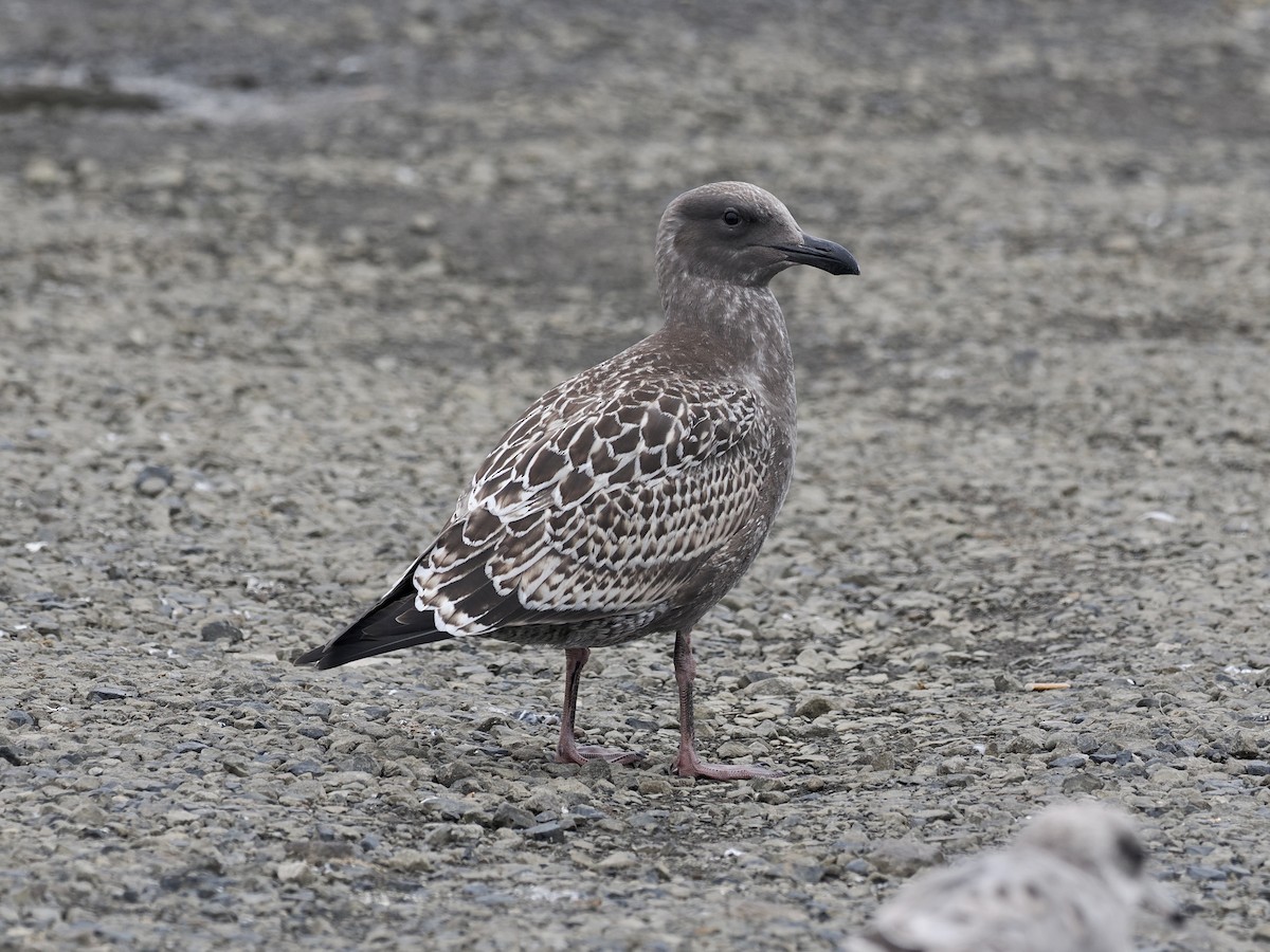 Goéland d'Audubon - ML608353438