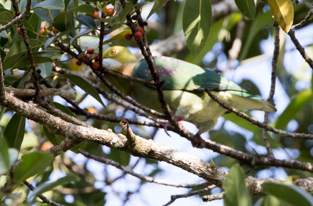 Pink-spotted Fruit-Dove - ML608353453