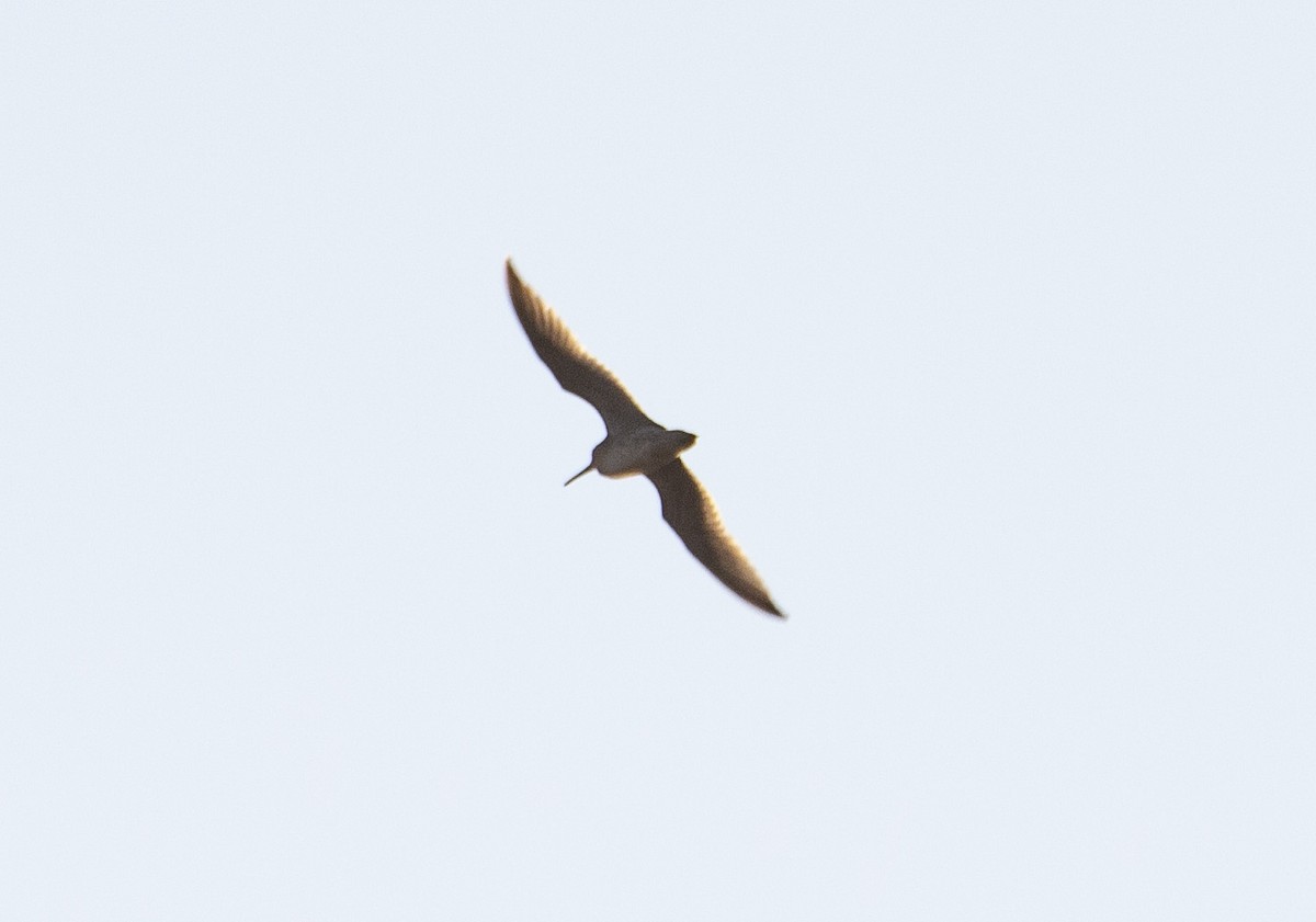 Short-billed/Long-billed Dowitcher - ML608353571