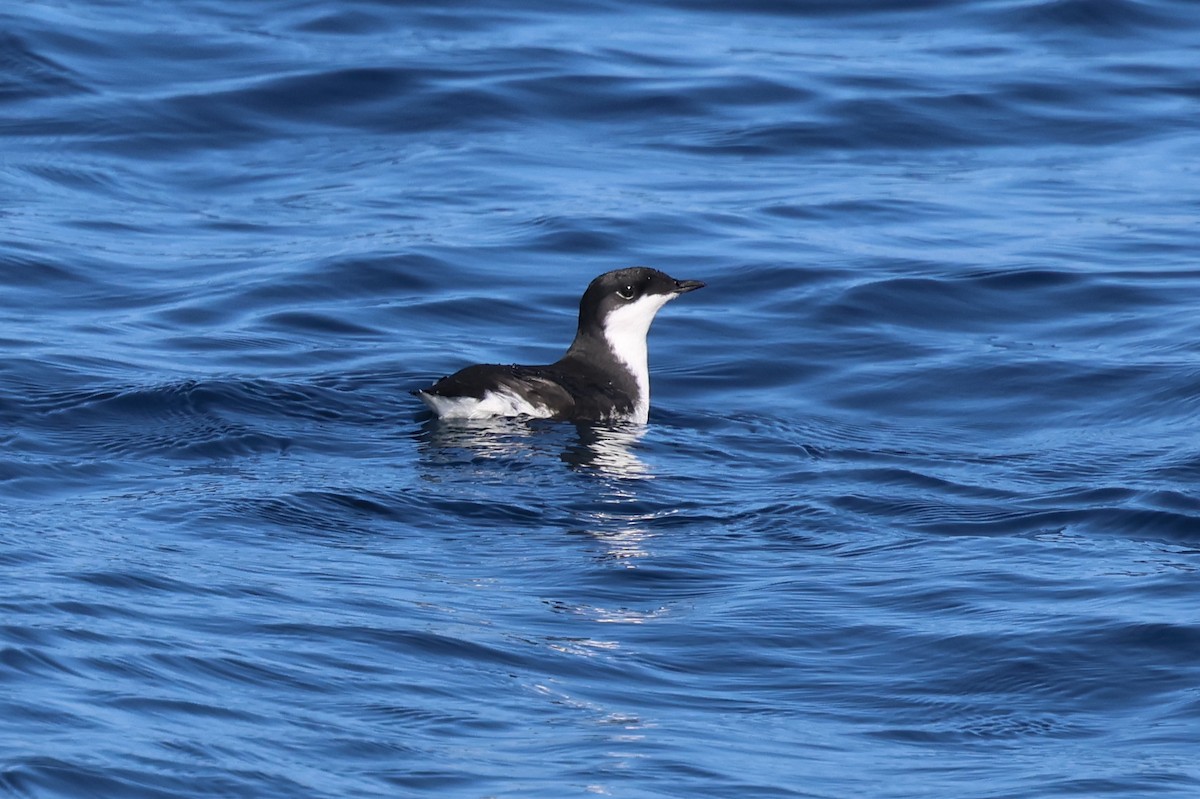 Scripps's Murrelet - ML608353579