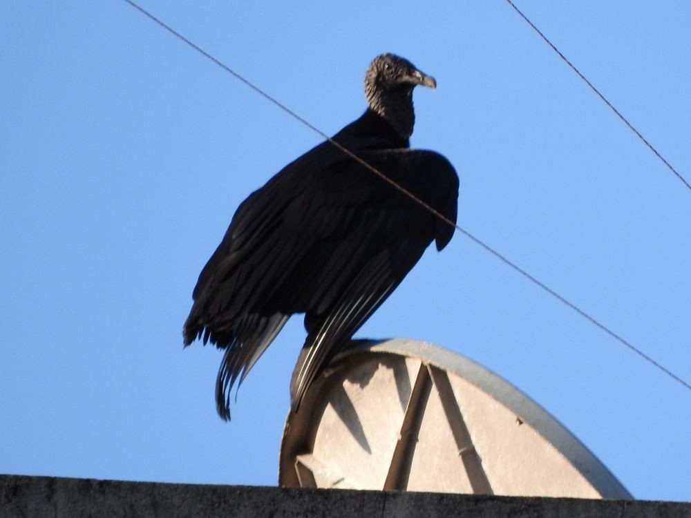 Black Vulture - ML608353595