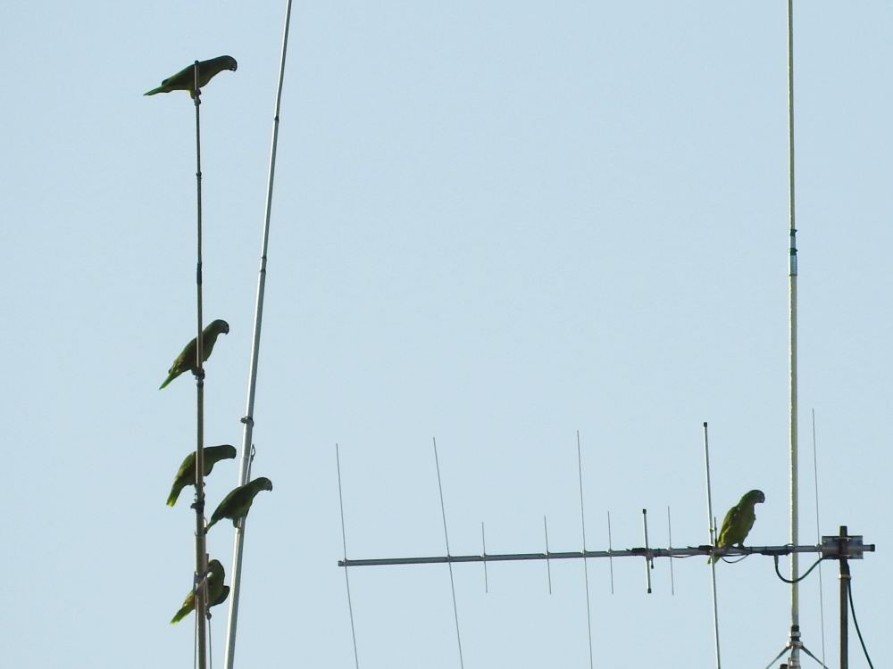 Yellow-crowned Parrot - ML608353618