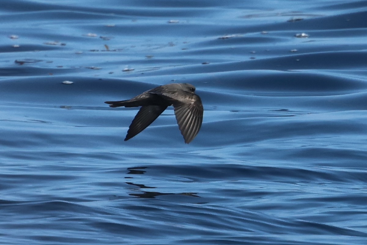 Ashy Storm-Petrel - ML608353619