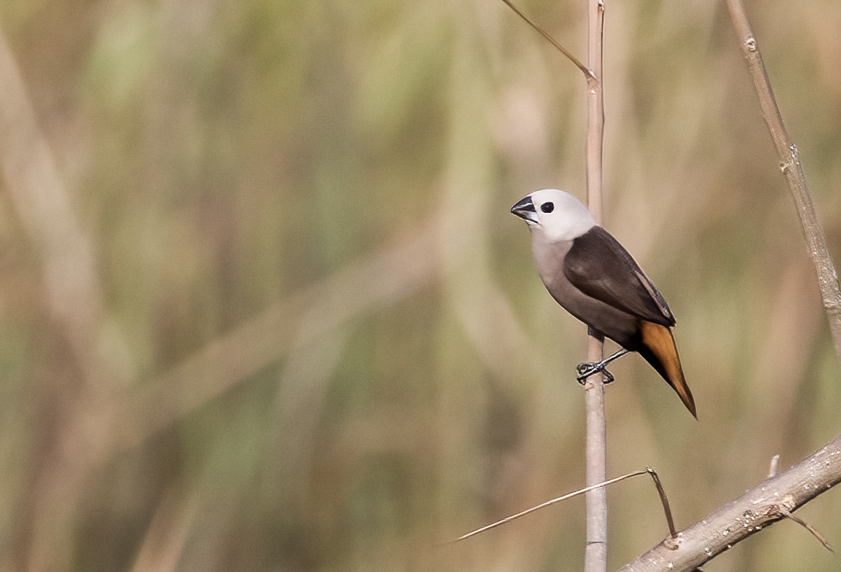 Gray-headed Munia - ML608353631