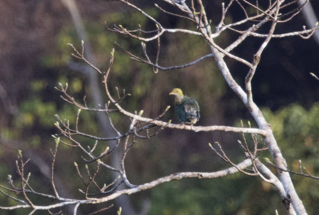 Ornate Fruit-Dove - ML608353651