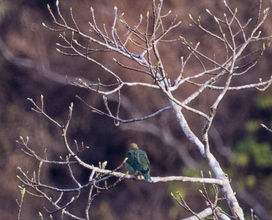 Ornate Fruit-Dove - ML608353652