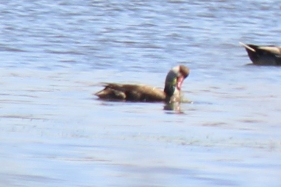 Red-crested Pochard - ML608353670