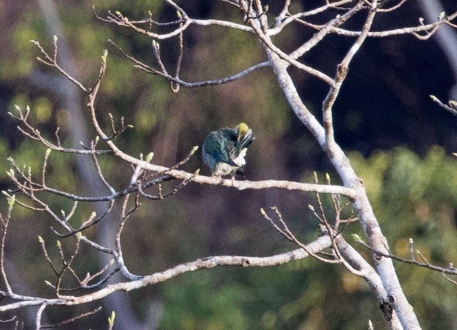 Ornate Fruit-Dove - ML608353685