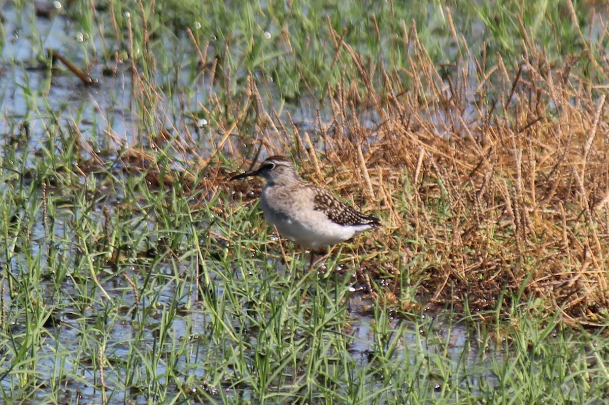 Wood Sandpiper - ML608353752