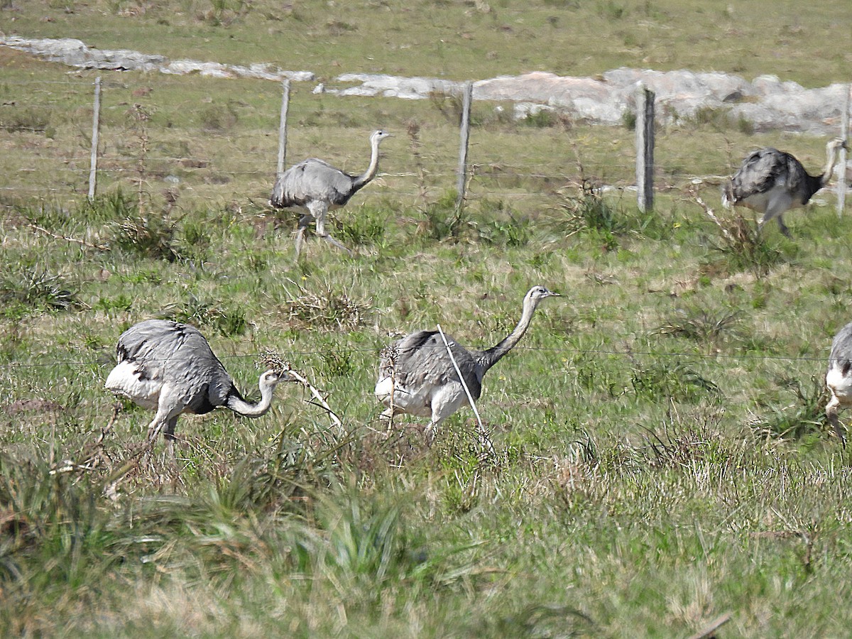 Greater Rhea - Walter  Pedroso