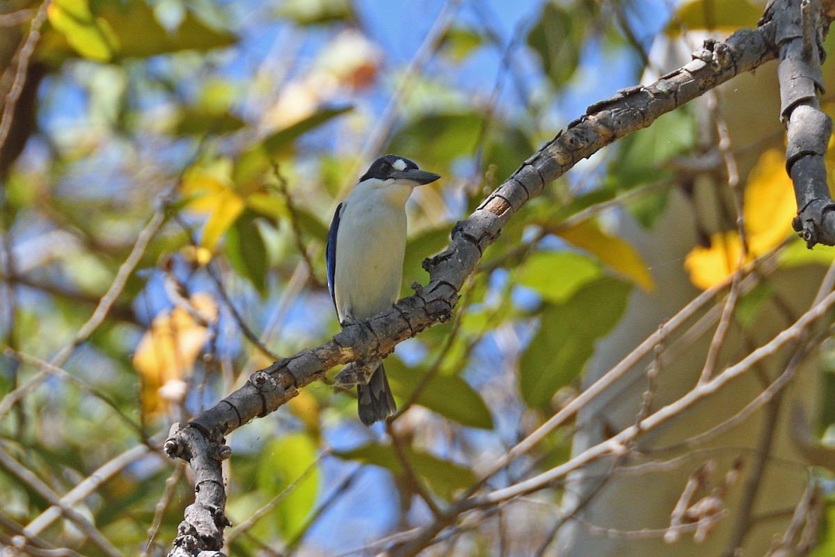 Forest Kingfisher - ML608353902