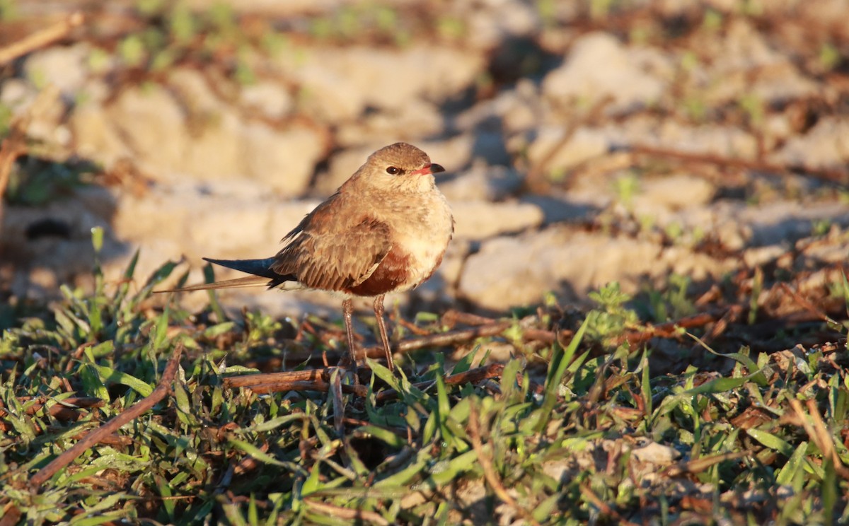 Australian Pratincole - ML608353933